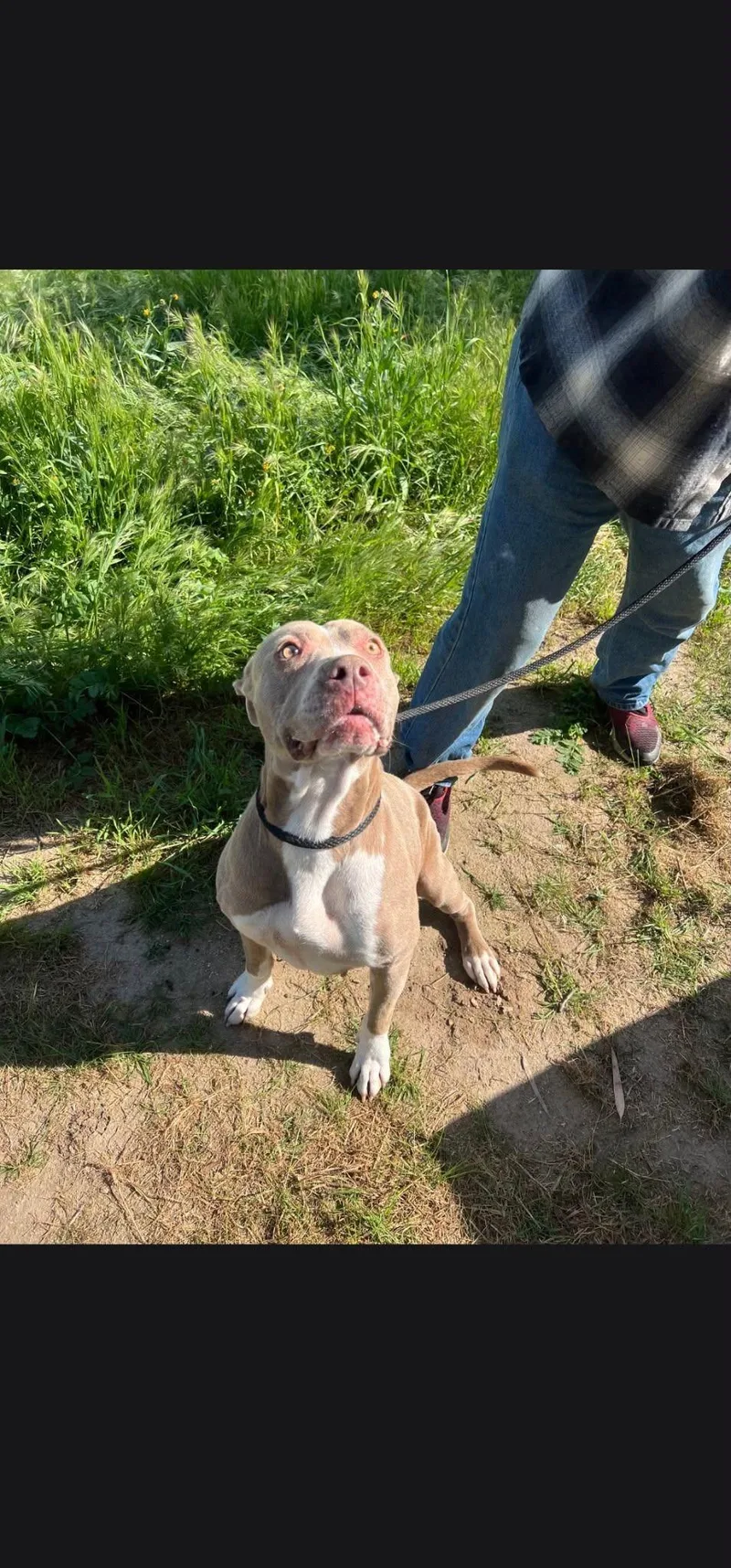 A young large-sized female Pit Bull Terrier dog named Hazel for adoption in Coarsegold, CA