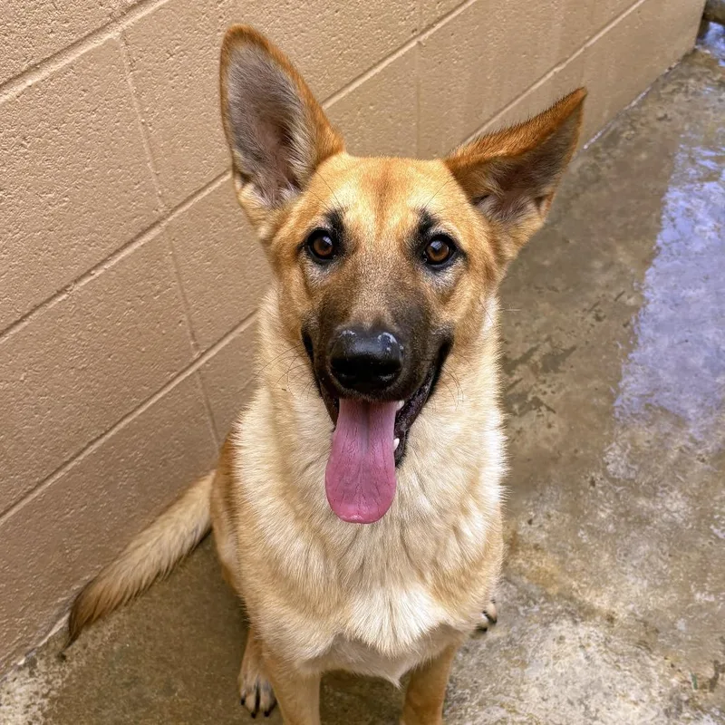 A young medium-sized female Yellow / Tan / Blond / Fawn German Shepherd Dog dog named Juliana for adoption in Ojai, CA