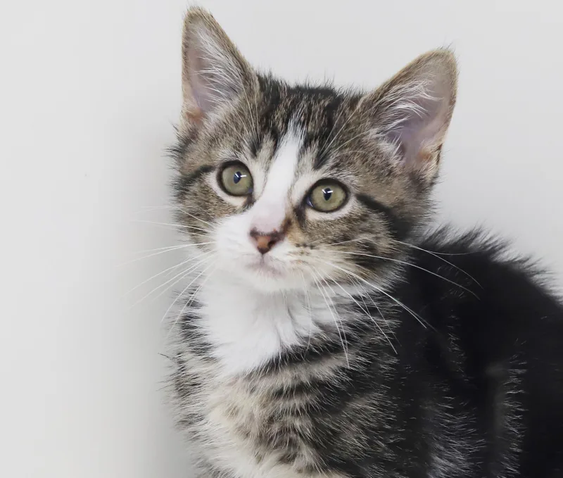 A baby small-sized male Turkish Van cat named Spider is sweet and for adoption in Bedford Hills, NY