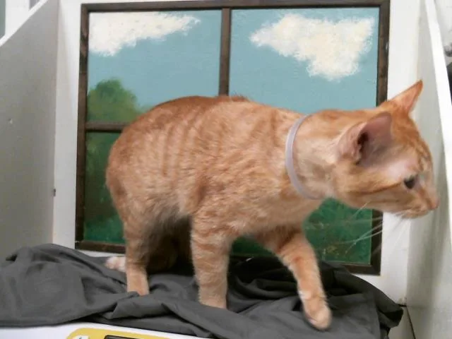 A young large-sized male Domestic Short Hair cat named Garfield for adoption in Houston, TX