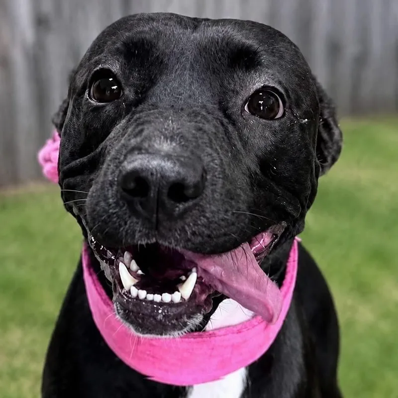 A young medium-sized female Black Mixed Breed dog named Keely Jones for adoption in Cranston, RI