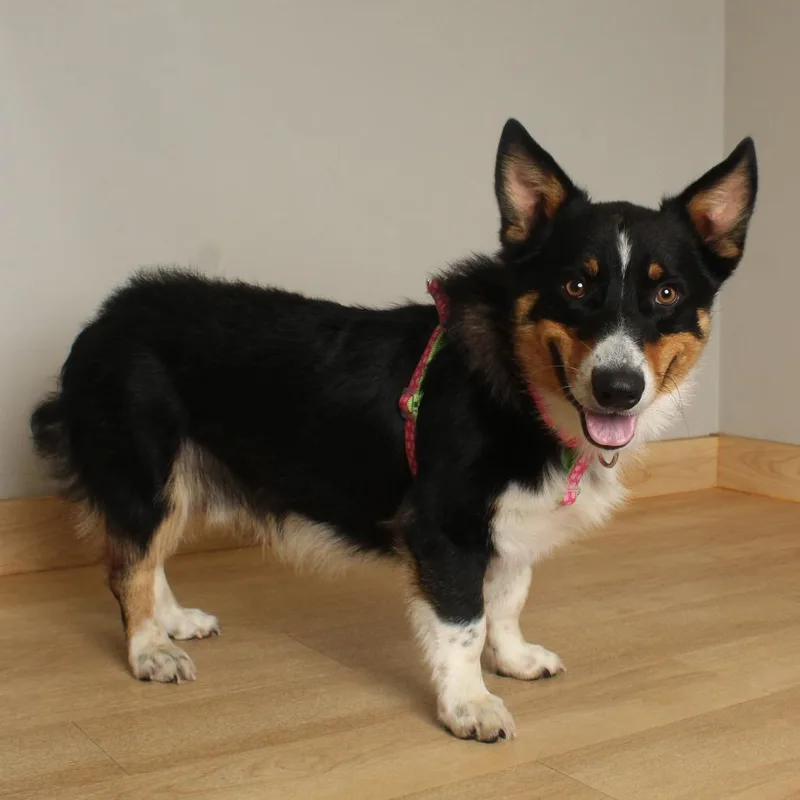 An adult medium-sized male Black Corgi dog named Pepper D for adoption in Minnetonka, MN