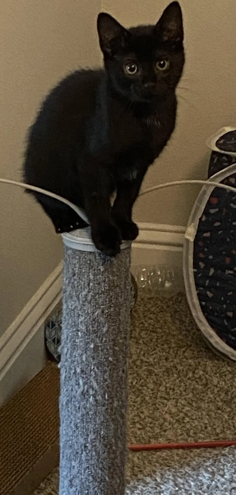 A baby small-sized female Black Domestic Short Hair cat named Atropos for adoption in Ocean Springs, MS