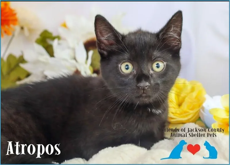 Atropos thumbnail 2