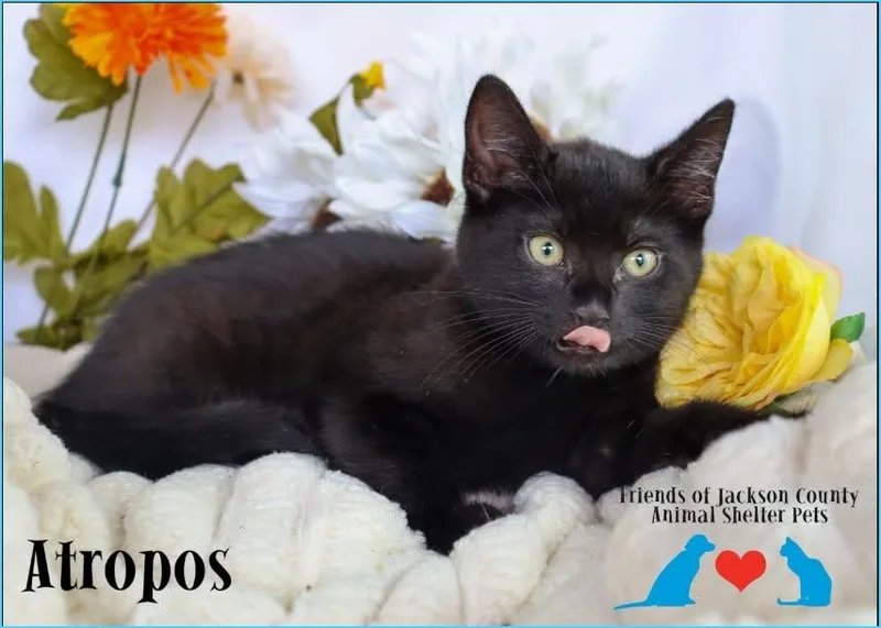 Atropos thumbnail 3