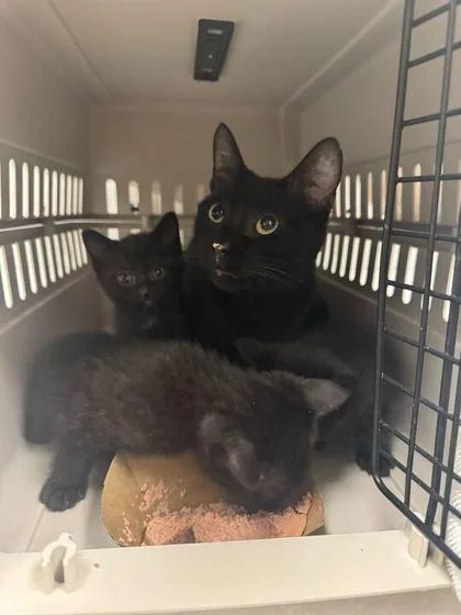 A young small-sized female Black Domestic Short Hair cat named April for adoption in Kansas City, MO