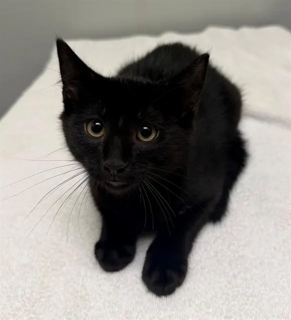 A baby small-sized male Domestic Short Hair cat named Sprite for adoption in Leesburg, VA