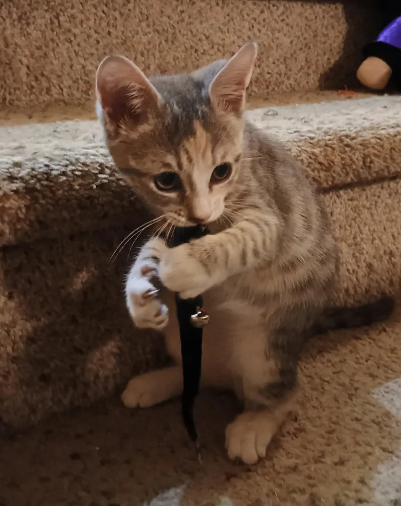 A young medium-sized female Domestic Short Hair cat named Willow for adoption in Pittsboro, NC