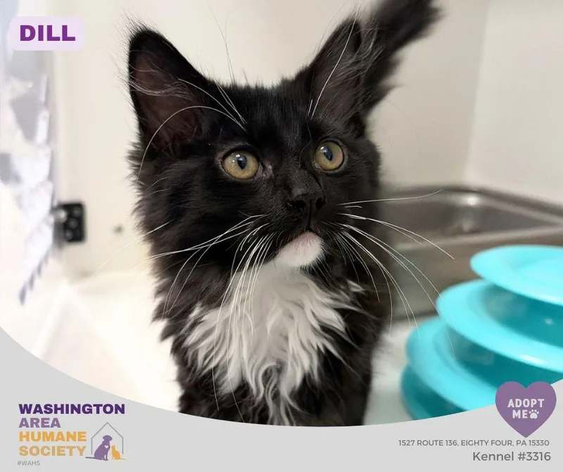 A baby small-sized male Black & White / Tuxedo Domestic Long Hair cat named Dill for adoption in Eighty Four, PA