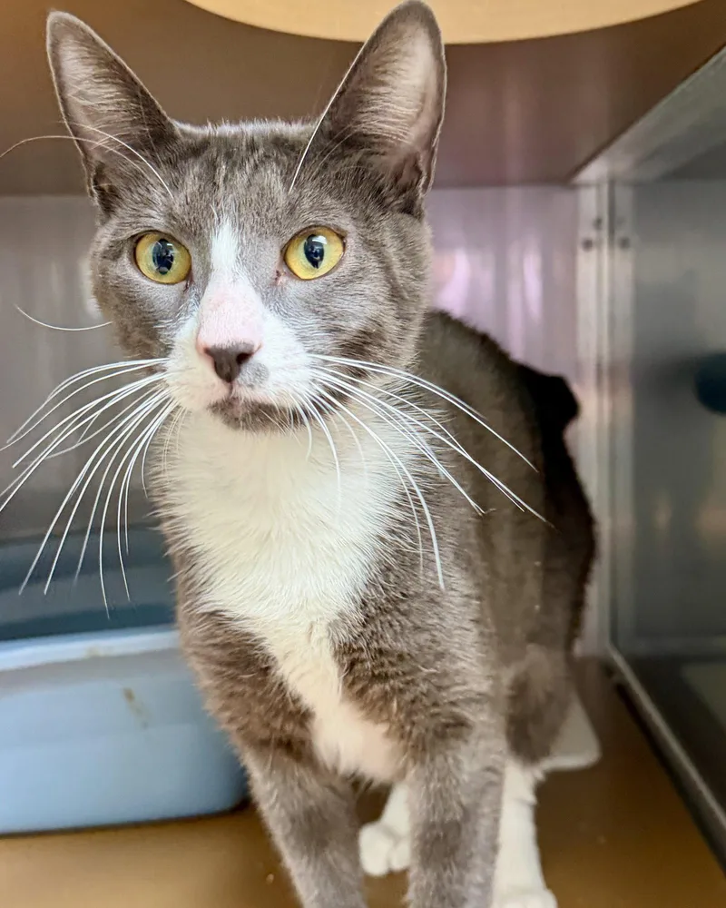A young large-sized female Domestic Short Hair cat named Luna for adoption in Oakland, CA