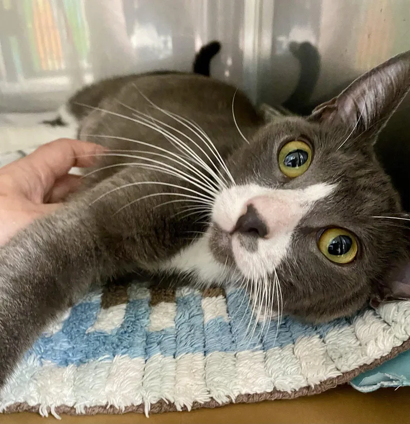 Luna thumbnail 2