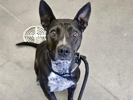 A young medium-sized female Australian Cattle Dog / Blue Heeler dog named Catey for adoption in Mesa, AZ