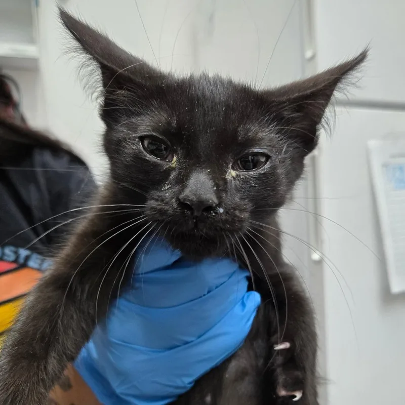 A baby small-sized male Domestic Short Hair cat named Charmer for adoption in Newark, NJ