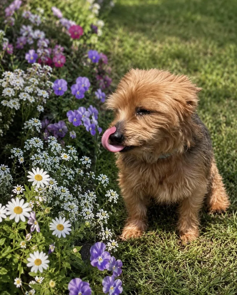 A senior small-sized female Yorkshire Terrier dog named Princess for adoption in Allen, TX