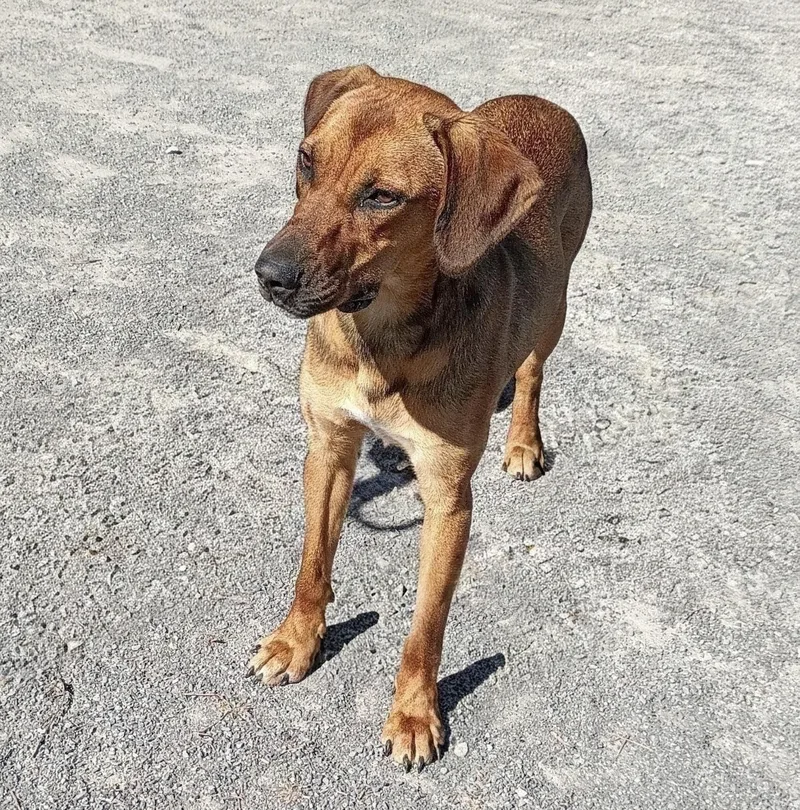 A young medium-sized female Red / Chestnut / Orange Belgian Shepherd / Malinois dog named Roxie for adoption in Maynardville, TN