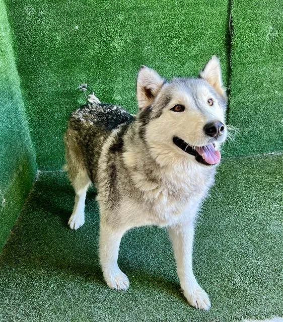 An adult medium-sized female Siberian Husky dog named Chiquis for adoption in Lancaster, CA