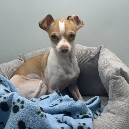 A young small-sized male Yellow / Tan / Blond / Fawn Chihuahua dog named Fig for adoption in Overland Park, KS