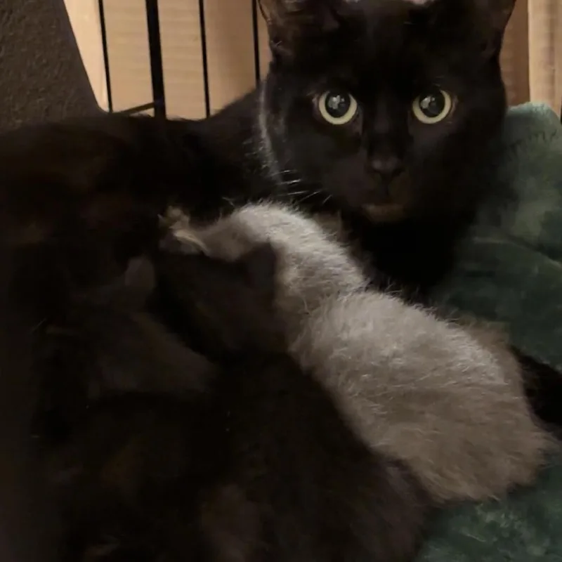 A young small-sized female Black Domestic Short Hair cat named Lilith for adoption in Monroe, MI