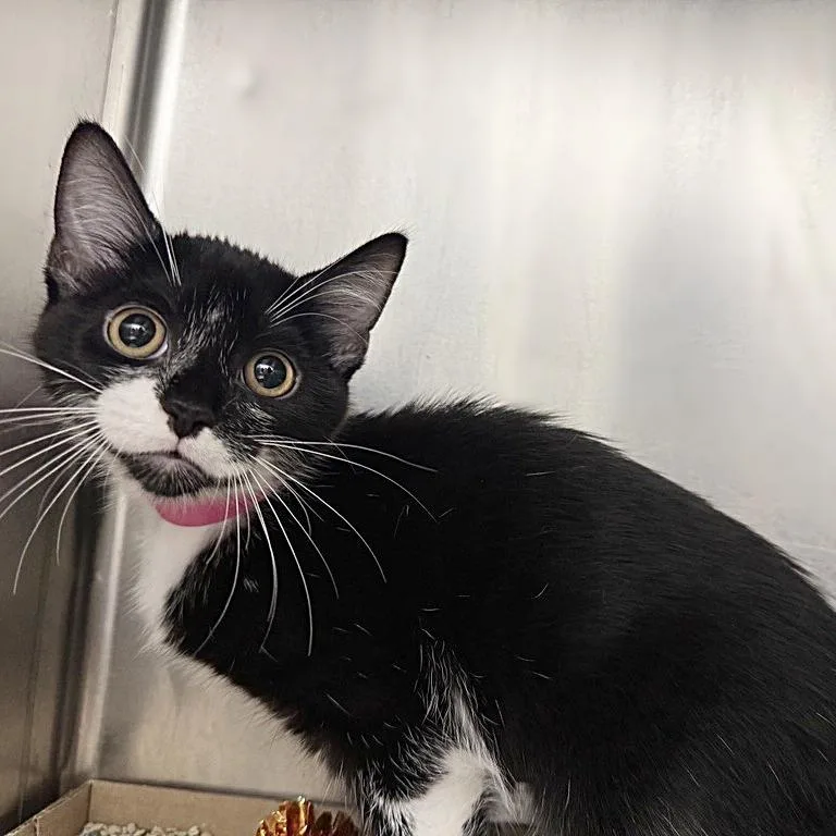 A baby small-sized female Black Domestic Short Hair cat named Diva for adoption in Saint Louis, MO