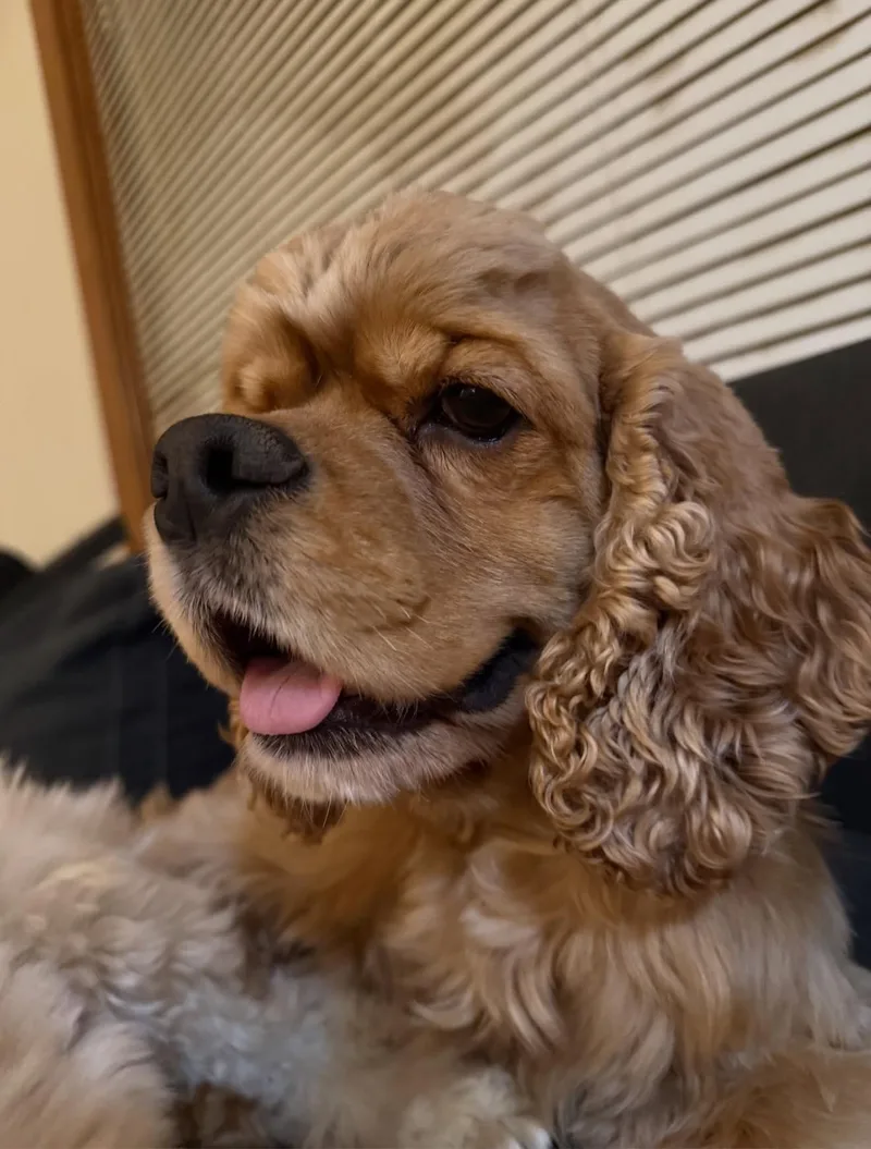 An adult small-sized male Cocker Spaniel dog named Ryder for adoption in Council Bluffs, IA
