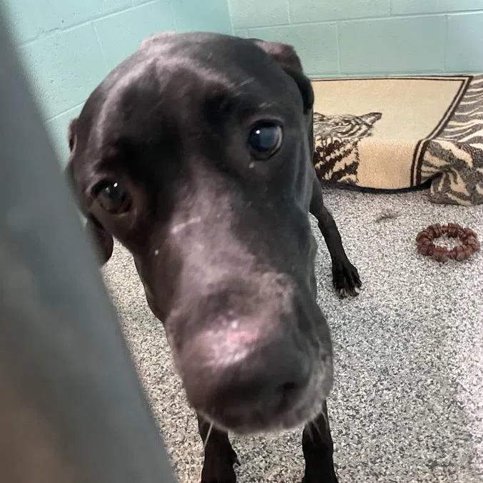 An adult large-sized male Black Labrador Retriever dog named Bruce for adoption in Port Charlotte, FL