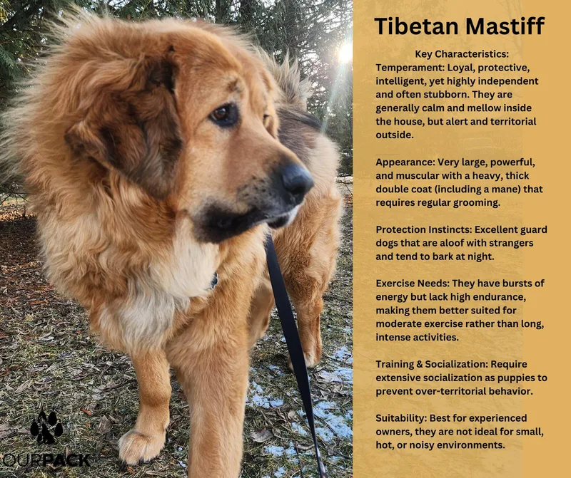 An adult extra large-sized male Tibetan Mastiff dog named Hudson for adoption in New London, WI