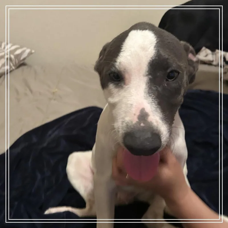 A baby medium-sized male Pit Bull Terrier dog named FWT Buckems for adoption in Midland, TX