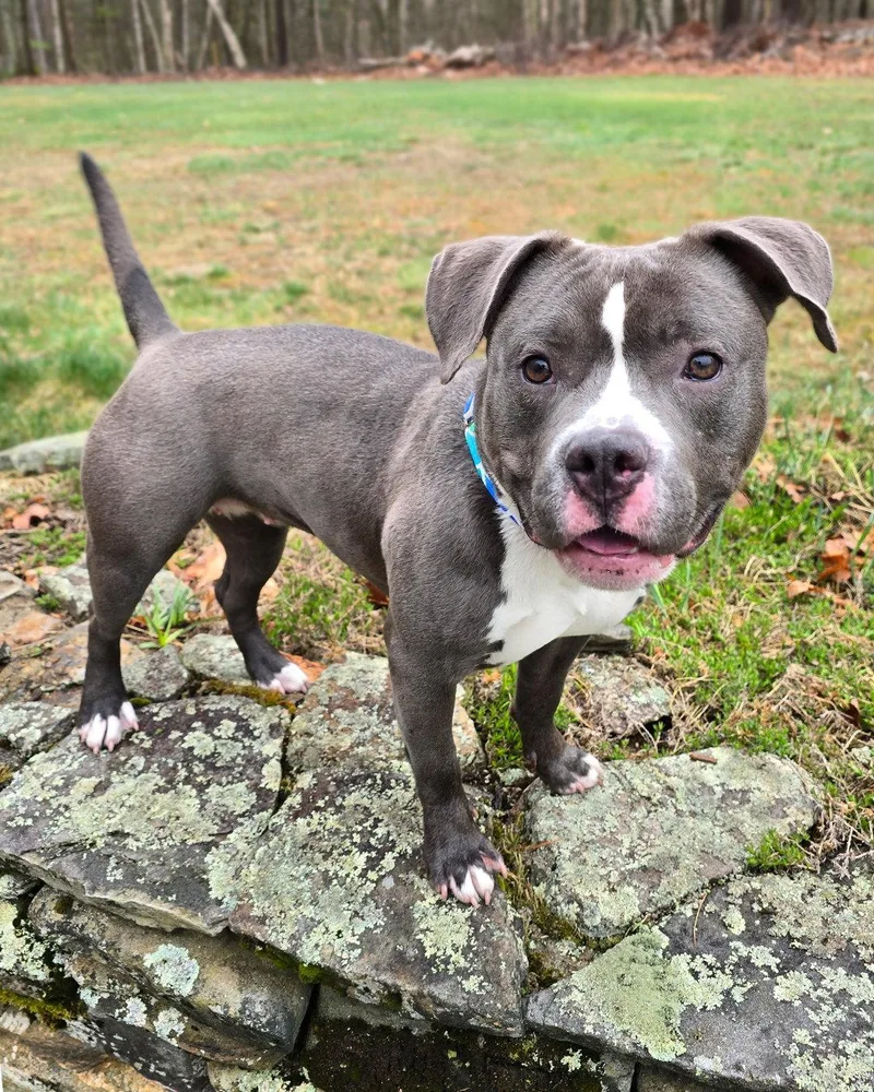 A young medium-sized female Pit Bull Terrier dog named Fat Amy for adoption in Westminster, MA