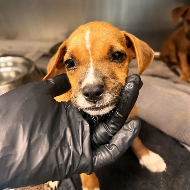 A baby small-sized female Red / Chestnut / Orange Terrier dog named Tilda for adoption in Corpus Christi, TX