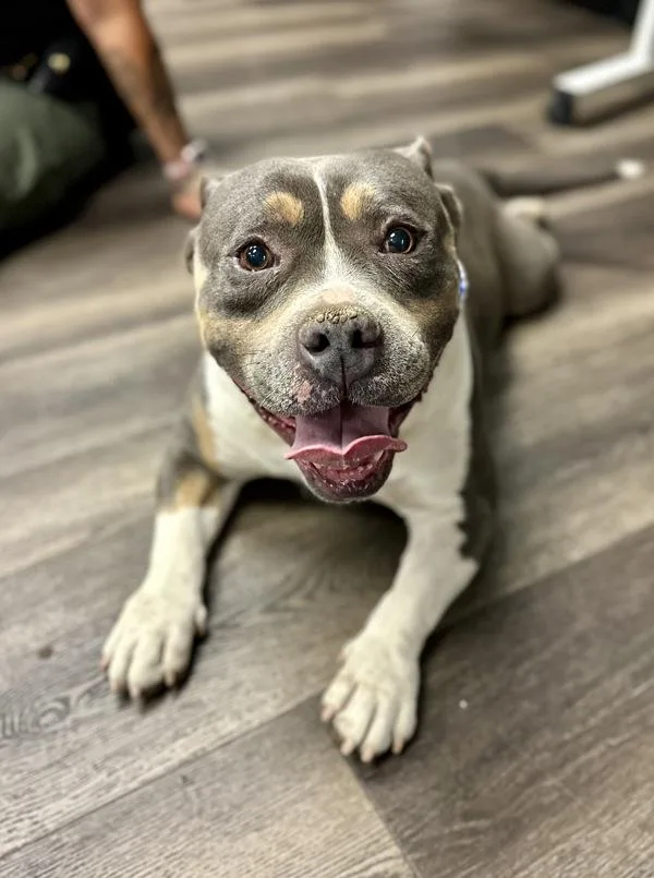 Diesel