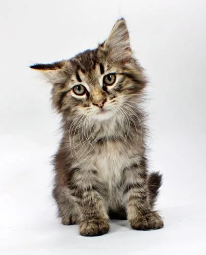 Flynn