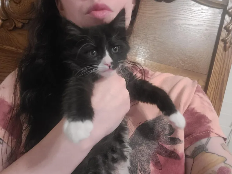 A baby large-sized male Black & White / Tuxedo Domestic Short Hair cat named Louie for adoption in Oceanside, CA