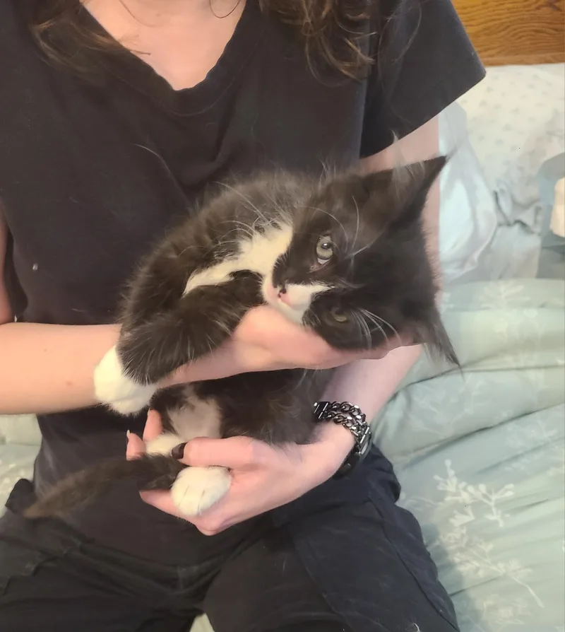 Louie thumbnail 2