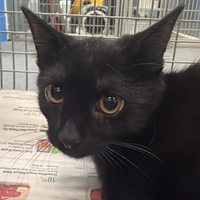 A young small-sized female Black Domestic Short Hair cat named Greeny for adoption in Montgomery, AL