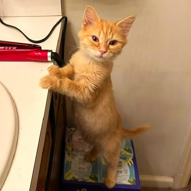 A baby medium-sized male Orange & White Domestic Short Hair cat named Honey Bear for adoption in Smithfield, NC