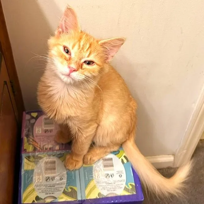 Honey Bear thumbnail 2