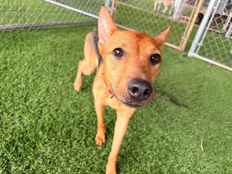 A young medium-sized female Mixed Breed dog named Shakira for adoption in Brooklyn, NY