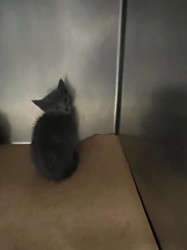 A baby small-sized female Domestic Short Hair cat named Smoo for adoption in Cartersville , GA
