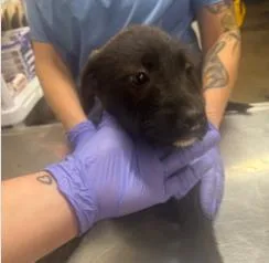 A baby small-sized female Mixed Breed dog named Bambi for adoption in West Chester, PA