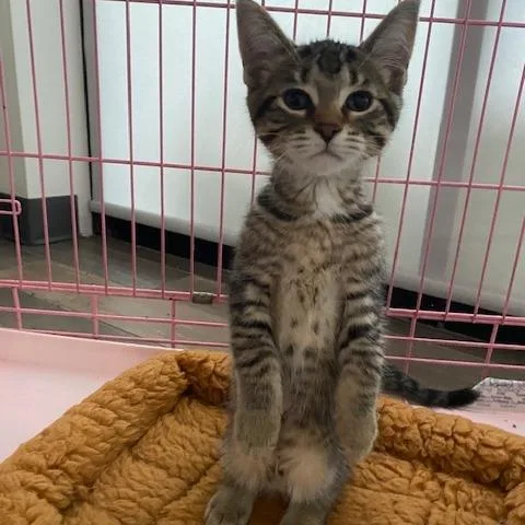 A baby small-sized male Brown / Chocolate Domestic Short Hair cat named Grilliam for adoption in Dayton, OH