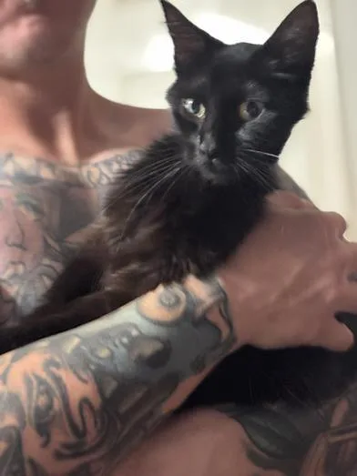 A young medium-sized female Domestic Long Hair cat named Buttons for adoption in Liverpool, TX
