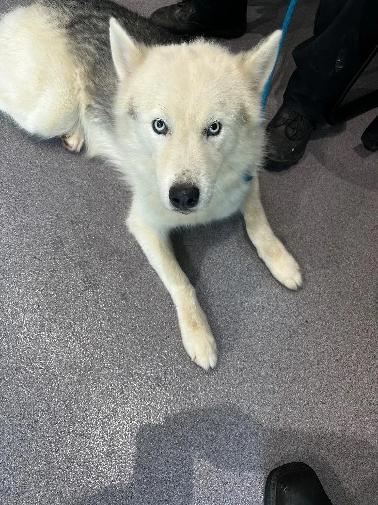 A young medium-sized male Husky dog named Buck for adoption in Benton, AR