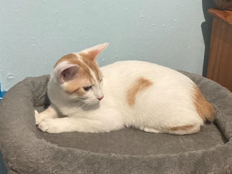 A baby medium-sized male Manx cat named Isaiah for adoption in Youngsville, NC