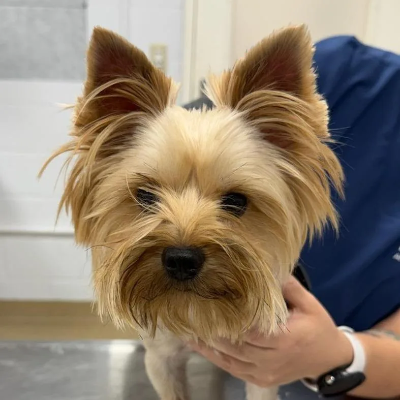 An adult small-sized male Yorkshire Terrier dog named Sake for adoption in West Palm Beach, FL
