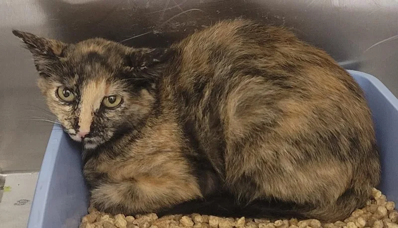 A baby small-sized female Domestic Short Hair cat named Glitch for adoption in Seven Points, TX