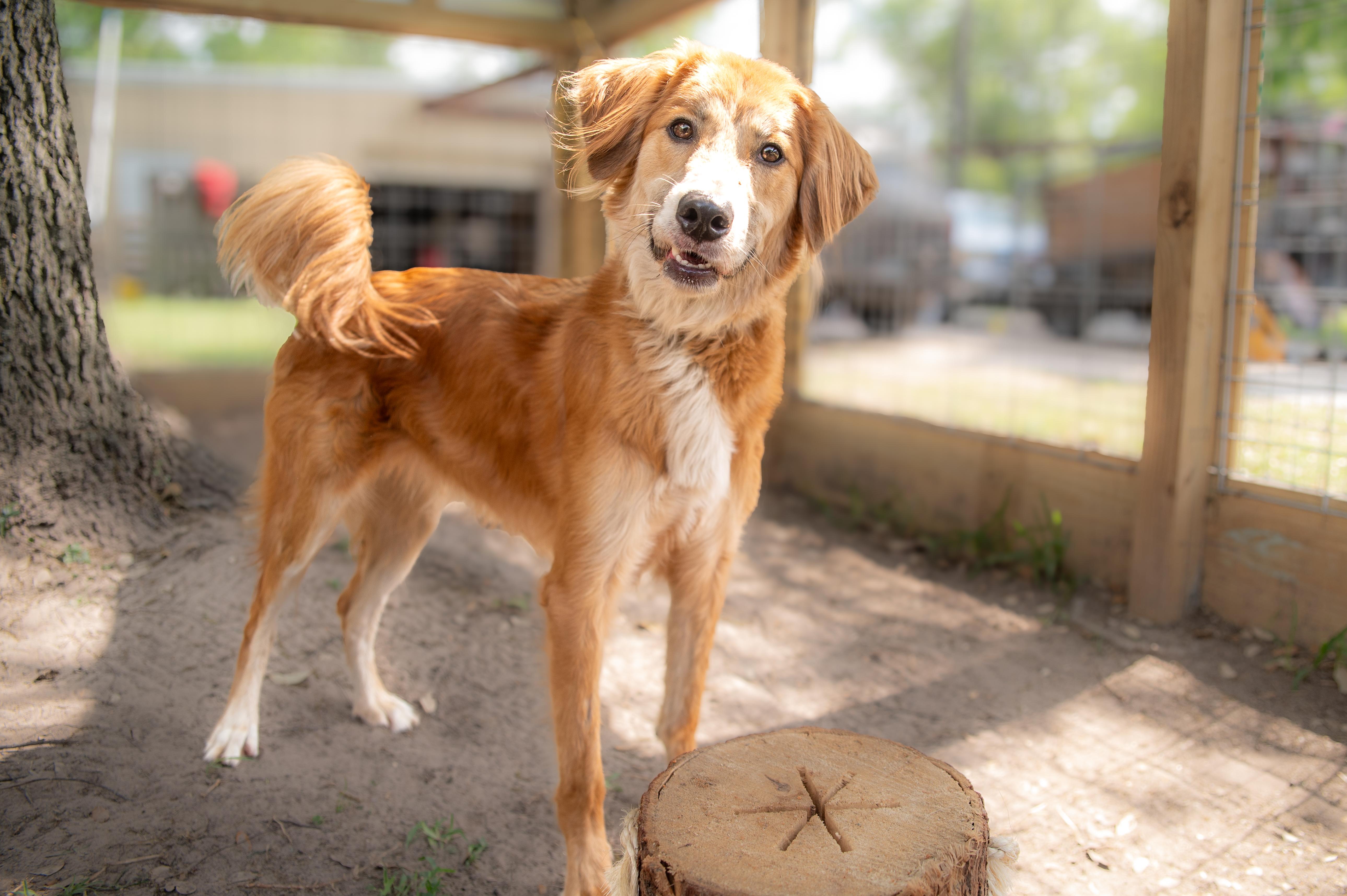 An adult medium-sized male Golden Retriever dog named Danny for adoption in Magnolia, TX