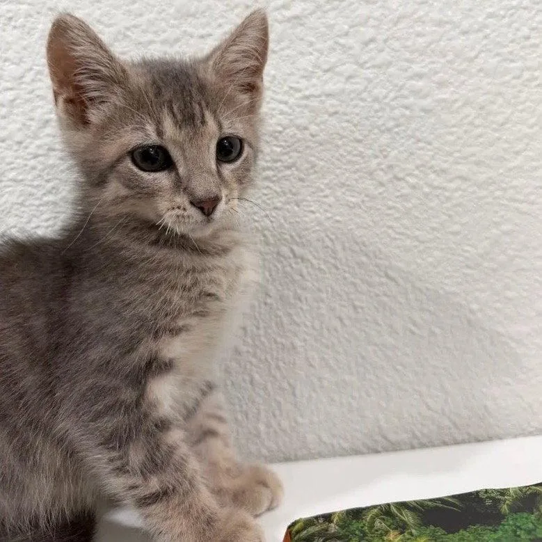 Franklin