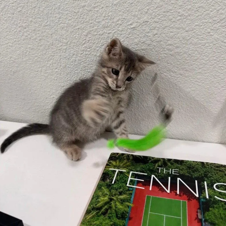 Franklin thumbnail 2
