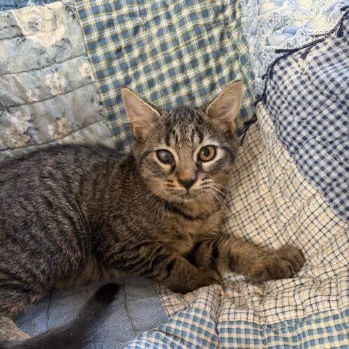A baby small-sized female Tabby (Brown / Chocolate) Maine Coon cat named Magic.m for adoption in Tampa, FL