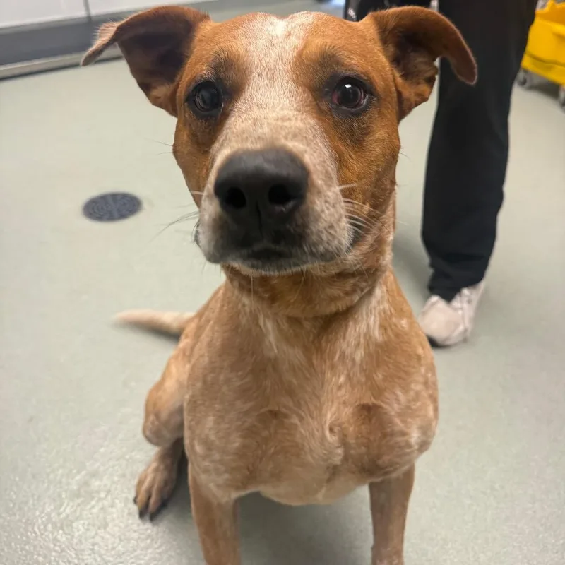 An adult medium-sized male Red / Chestnut / Orange Cattle Dog dog named Titan for adoption in Abilene, TX